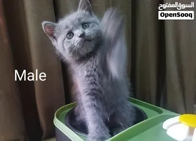 Scottish fold, straight and British blue kittens قطط اسكوتش فولد واسكوتش استريت وبريتش بلو 3