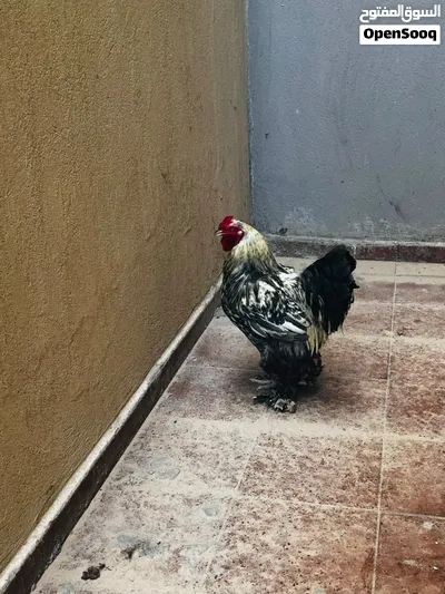 فروج براهما بصحه ممتازة بيعه بأعلى سعر 2