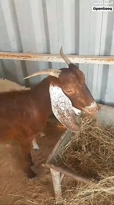أغنام بلدي للبيع الحق ما تلحق 2