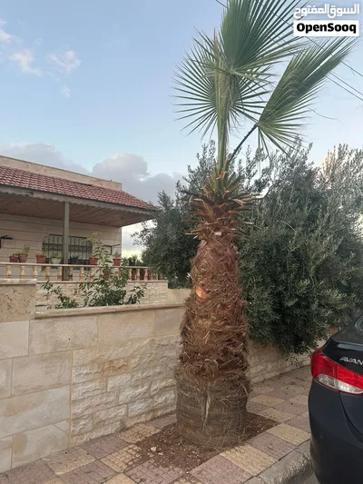 شجرتين نخيل للبيع ب 250 دينار 3