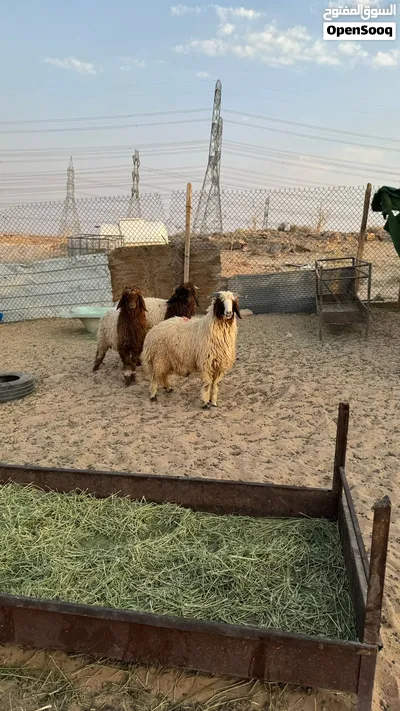 ذبايح نعيم 2