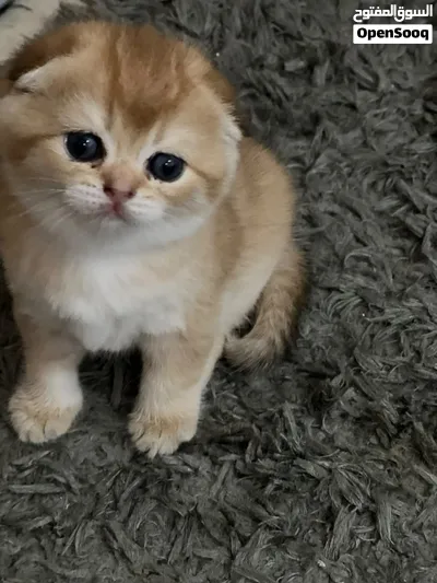 Scottish fold Chinchilla teddy bears ready to go their lovely houses قطط سكوتش فولد شانشيلا 2