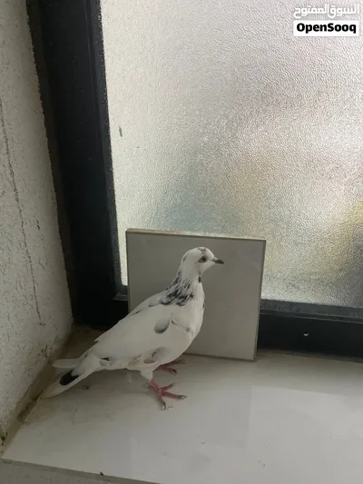 حمام زاجل اصيل بيضه وا سودها 3