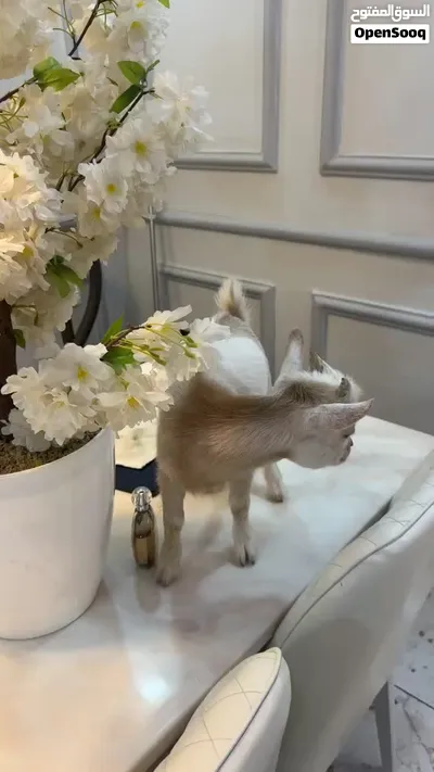 ماعز قزم بيور 3