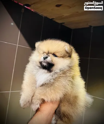 Pomeranian puppies 2