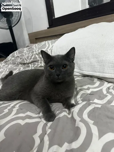 Russian Blue hypoallergenic male riyadh 4