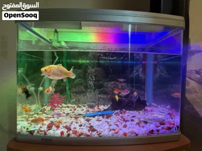 620 Model Aquarium with Koi Fishes cabinet and EHIEM 440 Pump 3