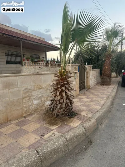 شجرتين نخيل للبيع ب 250 دينار 4