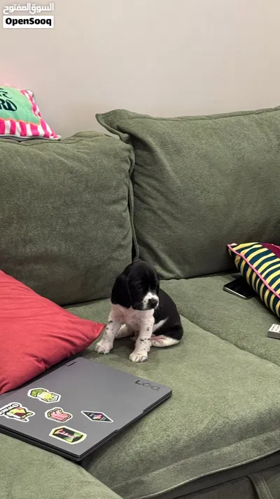 Cocker Spaniel 2