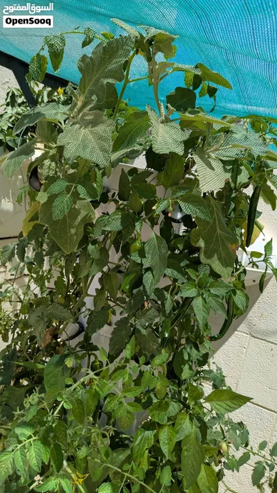 أبراج زراعية عمودية 4