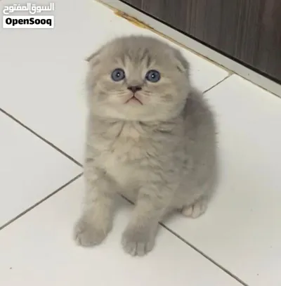 Scottish fold short hair ny25 3