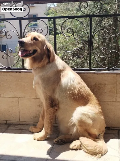 نتاية جولدن ريتريفر بيور ممتازة - عمر 9 شهور مطعمة بالكامل بالدفتر 2