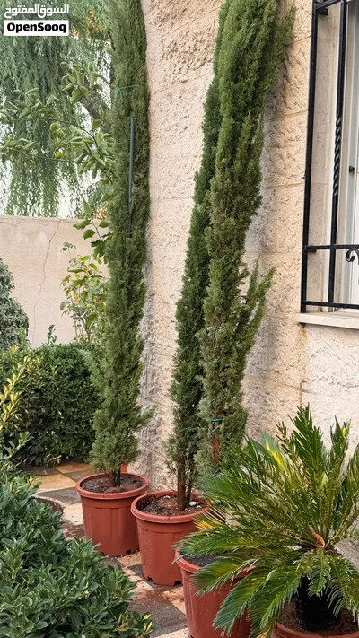 للبيع مجموعة من اشجار سرو 3 امتار واكثر لتزيين حدائق المنزل 3