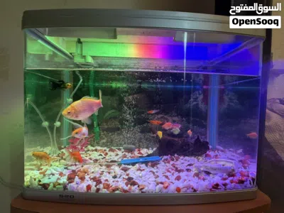 620 Model Aquarium with Koi Fishes cabinet and EHIEM 440 Pump 2