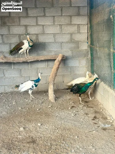 للبيع ازواج طاؤوس 4