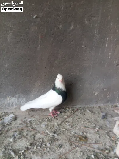 مجموعة حمام للبيع 4