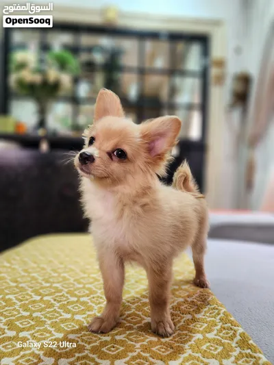 for adoption Chihuahua puppy 4