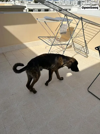 Dutch shepherd for mating/breeding راعي هولندي للتزاوج والتكاثر 3