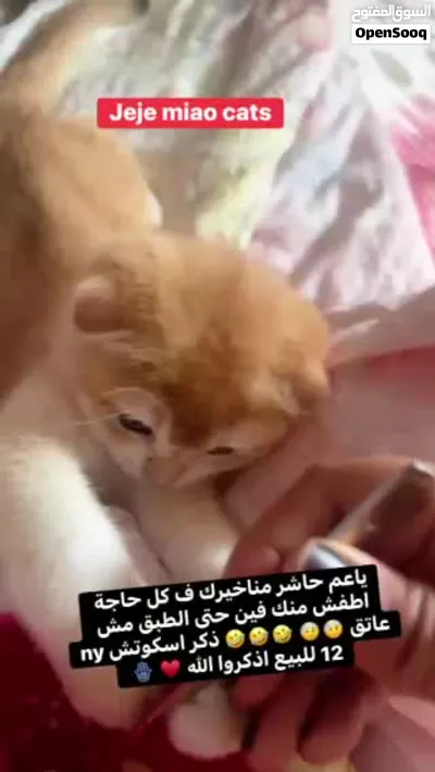 ذكر اسكوتش فولد للبيع 3