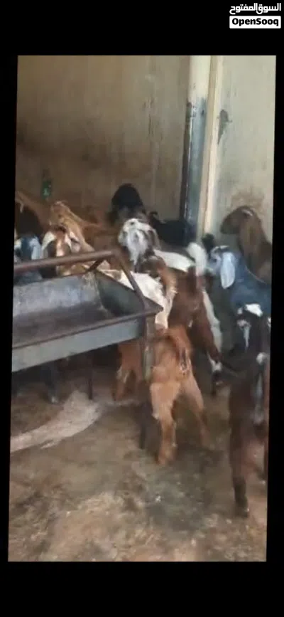 ياقوته ابوظبي 4