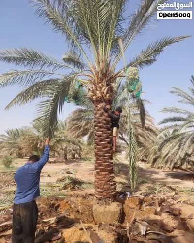 نخل للبيع اخلاص سكري برحي 3