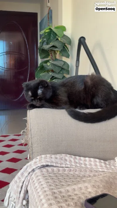 Female cat for free adoption 3