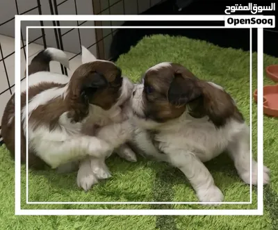 Purebred Shih Tzu Puppies Looking for Loving Homes! 3
