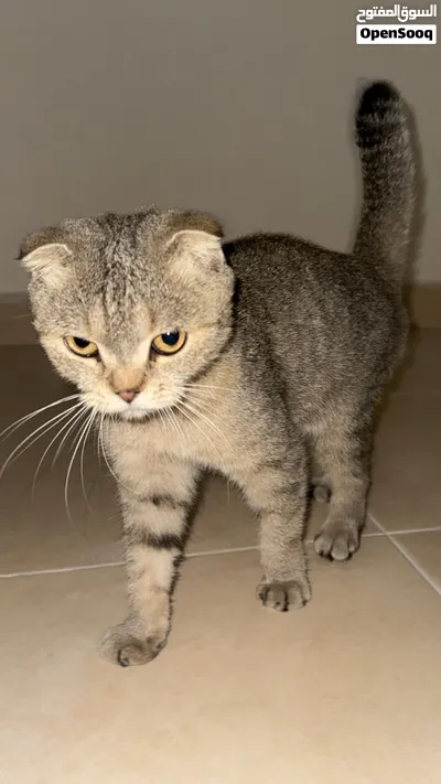 سكوتش فولد انثى 2