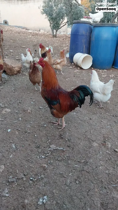 فرخات لوهمان 2
