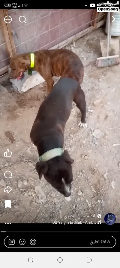 نثيه بتبول وراها اربع فحله 2