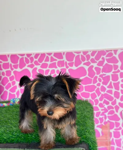 Yorkieshire 3