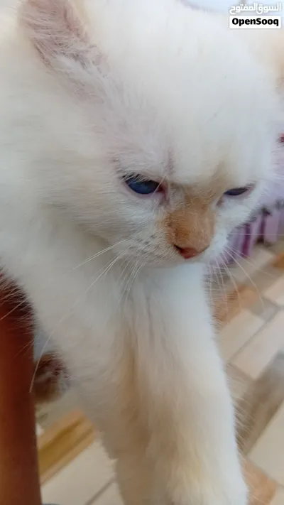 قطة شيرازي مهجن 4