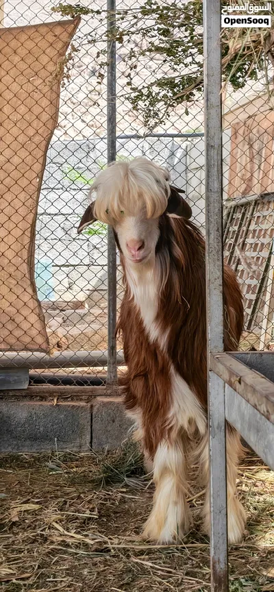 بيع أغنام عمانيه 3