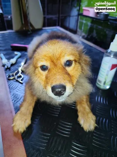 Pet Shop amerat 3