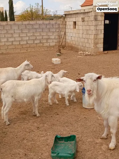 فحل سانين اصلي عمر سنتان 3