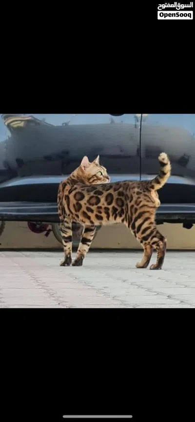 PURE BREED BENGAL FOR MATING 4