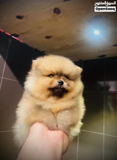 Pomeranian puppies 3