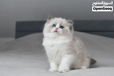 Ragdoll Kitten 2