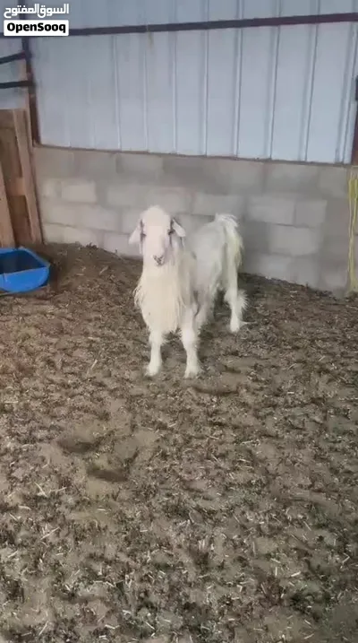 فحل عماني للبيع 3