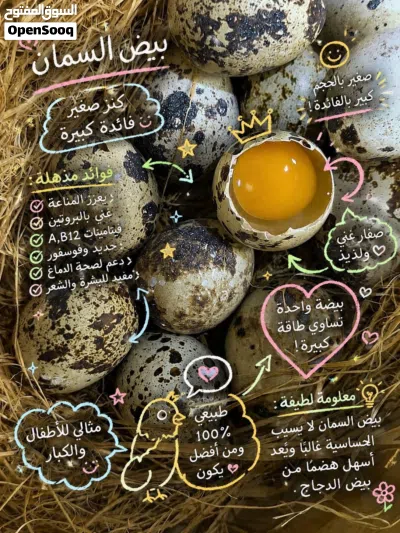 يتوفر لدينا بيض سمان مخصب مضمون للأكل والتفقيس الإنتاج اليومي . . . . . َ . . ... 3