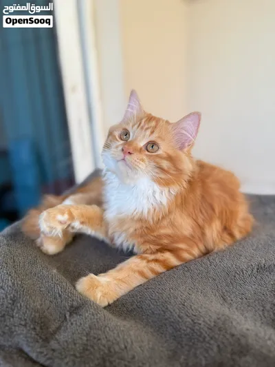 1 YEAR OLD MALE PERSIAN KITTEN AVAILABLE FOR ADOPTION (VACCINATED AND DEWORMED) 3