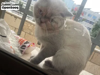 سكوتش فولد كولور بوينت (Scottish Fold Colorpoint) 4