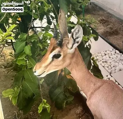 غزلان غزلان ريم عربي صافي إنتاج محلي 2