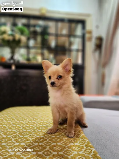 for adoption Chihuahua puppy 3