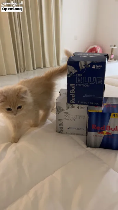 So cute and playful Trained to the litter box 2