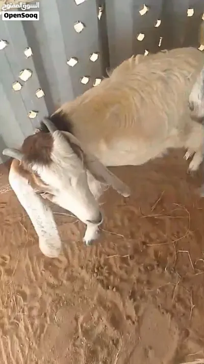 أغنام بلدي للبيع الحق ما تلحق 3