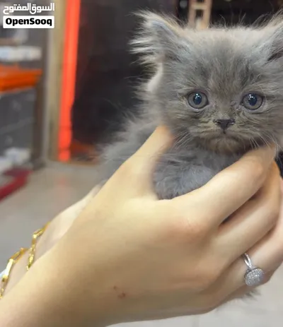 قطط بريتش شورت هير بلو ذكور – عمر شهرين - British Shorthair Blue Kittens – 2 Males 2