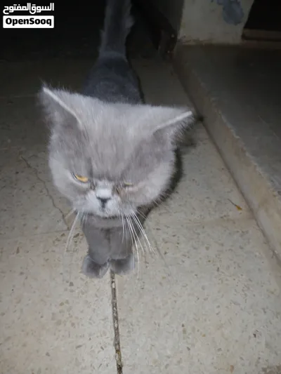 قط أليف للبيع 4