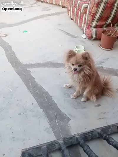 كلب بورمنيان 3