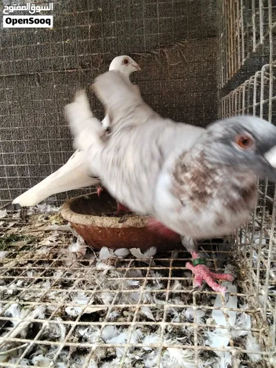 طيور سوريات وكشكي حط سعرك وشيل لا تتردد وما راح اخجلك كل الازواج مع المحاكر 250 درهم 4